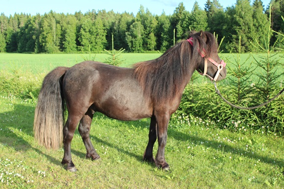 Klikkaamalla seuraava kuva