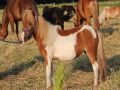 Unna tamma 2024  Ulrika/Helgon  2200€