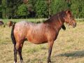 New Forest tamma Hulmu 2008 Ratsastettu näppärä, omaa päätä. kysy lisää 3000€