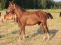 New forest  venus tamma 2022 kysy lisää